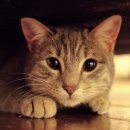 가야종합동물병원 이미지