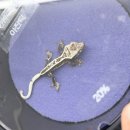 레미뇽 | 성남 태평역 크레스티드 게코 파충류샵 '롤링크레' 방문기!