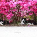 꽃냥이네 이미지