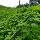 엄마네농장 이미지