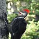 ■ Magellanic woodpecker 이미지
