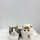 야옹아 멍멍해봐 삼각점 이미지