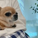 양주 온 동물병원 이미지