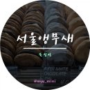 서울앵무새