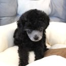 배곧애견샵 이미지