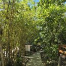 제이푸드 (J Food) | 말라파스쿠아 다이빙 - 말파 드래곤J 리조트 후기 및 환도상어 포인트