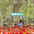 영인유치원 | 천안 근교 아산 피나클랜드 수목원 튤립 개화 현황 및 입장료