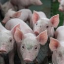 돼지 이미지