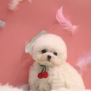 강아지분양 더펫 이미지