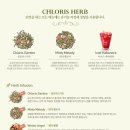 클로리스 이미지