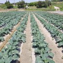 솔골농장 이미지