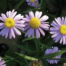 도개초교 이미지