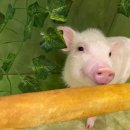 카페안길 이미지