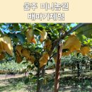 수아농원 | 울산 울주 아이와 함께 가볼만한 곳 :) 미니농원에서 &#39;배따기 체험&#39;