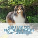 더 퍼피즈 블루오션 쿡 이미지