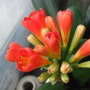 고향에봄 이미지