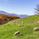 점수농장 이미지