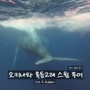 다이버스액션 | 혹등고래 스윔/스노클링 현지 투어 후기 🐳 | 피쉬앤버블(Fish&Bubbles) | 알로하 오키나와 (Aloha...