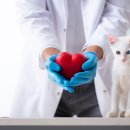 인천동물심장내과 이미지