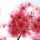 복숭아꽃살구꽃 이미지