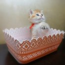 부산뱅갈하우스 이미지