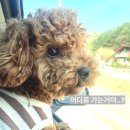 모모풀빌라 | 🐶가평 애견 동반 펜션 모모 애견 풀빌라 후기!