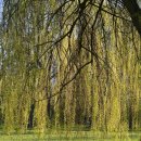 버드나무 이미지