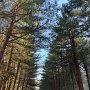 잣나무집 이미지