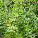 이찬농장 이미지