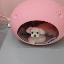 릴리줄리살롱 이미지