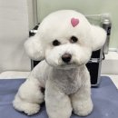 퍼피캣 애견미용 애견호텔 인천루원시티점 | 비숑 소피 귀툭튀