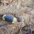 아성2농장 이미지