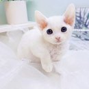 미유펫대구 강아지분양고양이분양(도그플러스동물병원) 이미지