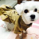 일기가 넘나 긴것을....=ㅅ=
