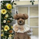 우리동네펫샵 이미지