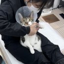 [미용후기]코숏미용 첫미용 보키. 코숏도 미용을 하나요? (서울고양이무마취미용실)