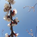 살구꽃가든 이미지