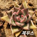 제우스 이미지