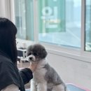 울산애견미용학원