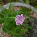 사계연화 이미지