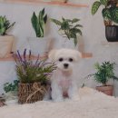 파라다이스펫 살롱 이미지