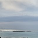 제주목화 이미지