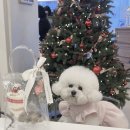 아송디자인 | 양산 근교 부산 수제 간식집 ‘개슈’ 크리스마스 와인잔 케이크 후기