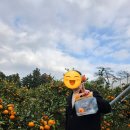 창천감귤농장