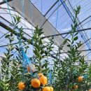 시은농장 이미지