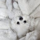 마매 떡볶이 | 2025년 10월 16일 - 11월 15일 일기(일상, 네일박람회, 건강검진)