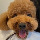 아로메리 이미지