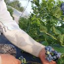 매대농장 이미지