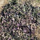 외동농원 이미지