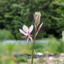 가우라(gaura) 이미지